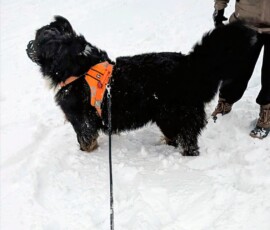 Winterpret met Aslan januari 2026